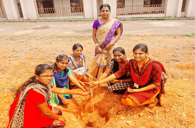 Tree Plantation